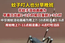 7月31日，据生命时报，原来蚊子叮人也分早晚班。视频封面