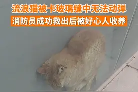 2月1日，河北石家庄。流浪猫被卡玻璃缝中长时间动弹不得，消防员成功营救后被爱心人士收养。视频封面