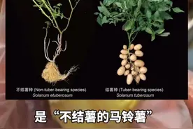 惊人发现！马铃薯的“妈妈”竟然是番茄？！#马铃薯 #土豆 #番茄