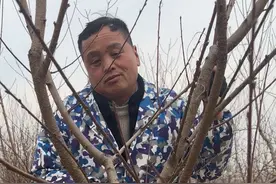 一年开心型怎样正确修剪 #新农人计划2024 #桃树修剪 #我在网上学种地 #来抖音学农枝 #乡村生活家视频封面