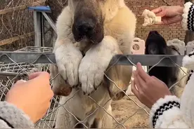 哈哈哈这两只大“小”狗坎高犬实在是太可爱了！它们的主人@格瑞娜与锡瓦斯 把它们养得好好呀，它们又大只又可爱又温柔！而且它们站起来都有一米八多了，我的天啊！它们实在是太可爱太招人喜欢了！