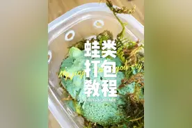 蛙类在冬季如何打包发快递不容易死？ #活物打包 #活物运输 #打包视频 #打包发货 #爬宠
