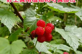 长白山山区50种野生食用植物和可食部位 您会有耐心的看完这50种长白山区的野生食用植物和这些植物的食用部位，也叫可食部。还是提醒朋友们:在弄不明白哪些植物和植物的部位可以食用的情况下，别去试吃。这些野生植物俗名、俗称、别名等，每个地方的叫法不一样，没一一的列出来。 #植物科普 #长白山野生植物 #长白山植物视频封面