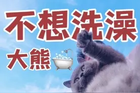 如何在农村给蓝猫洗澡？它逃我追，太累了！ #新三农 #三农快成长