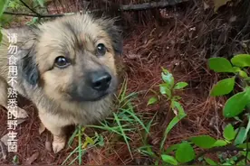别人遛狗捡屎，我遛狗捡菌！    遛狗新境界：狗子负责发现“地下黄金”，我负责优雅收获。这哪里是宠物，分明是行走的“米其林食材探测器”！#中华田园犬#狗狗#野生菌#菌犬 #大自然的馈赠