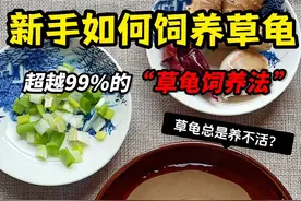 ⚠️一个视频教会你，新手如何养好草龟！ #新手养龟 #创作者中心 #创作灵感 #万物可爱计划 #宅家治愈记