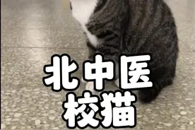 流浪猫“楼长”不仅出现在学校的招生简章上，还被毕业生争相合影 #小猫治愈世界 #校猫 #学校里的猫 #流浪猫 #萌宠出道计划