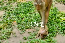 自以为是 本只为是天衣无缝，却只是没到时候。视频封面