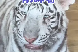 虎朋狗友嘻嘻#宫百万 #白虎 #还是小猫小狗最有趣