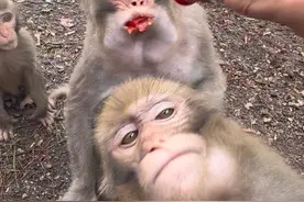 猴：刚开始我想要来吞，最后斯到普吞不下了#动物的迷惑行为 #猴子🐒 #神奇动物在抖音