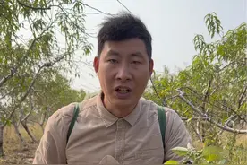 采割大名鼎鼎的龙葵，龙葵在南方地区人们称白花菜，可以当做野菜吃。在东北地区人们叫它黑天天，会把它成熟的果子当水果吃。#我为家乡农产品代言 #植物科普 #龙葵 #黑天天 @抖音知识视频封面