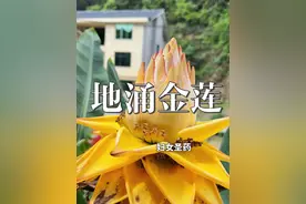 千年圣洁 · 地涌金莲 芭蕉科“不凋花”，圣洁之姿  ，花期长达200天，灿若金塔  ，佛教“五树六花”之一#万物皆可种草视频封面