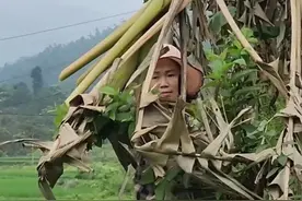 第194集｜ 珍妮开始努力工作#野外生活纪录片 #乡村田园生活视频封面