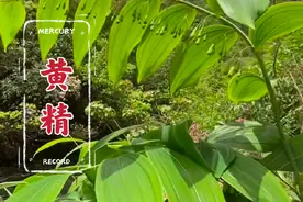 黄精又称老虎姜，俗话说，家有万贯，不如黄精一俩，说的就是它。#黄精 #老虎姜 #植物科普#无限回购的宝藏单品