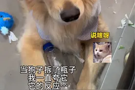 莫名其妙的让狗莫名其妙一下（狗：不敢相信） #金毛 #狗狗 #狗狗的心思都写在脸上了 #萌宠出道计划 #傻狗的日常视频封面