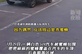 慎入！大量蜜蜂误把汽车当“家” 扎堆爬满车身，消防：车内无甜食，属偶然。#蜜蜂