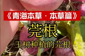 你们可能还会想到一种植物，叫洋蔓菁，它的名字叫球茎甘蓝（学名：Brassica oleracea var.gongylodesL.），别名介三头、擘蓝，十字花科芸薹属植物。在玉树看到莞根，一直以为是萝卜，基本有小园的地方都会种植一些，后面本地人说这是“芫根”。新疆有些地方也有种植，叫“恰玛古”，用来炖羊肉。还有芫、莞、芜这三个字容易混淆。#植物科普 #你的家乡有这种植物吗 #芫根恰玛古莞根 #药用植物 #高原植物科普