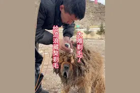 高原的猛兽如今变成这样了，流浪藏獒打算给它们剃毛，让它们舒服一下#流浪狗不再流浪 #流浪动物救助 #我和狗狗的故事 #狗狗视频封面