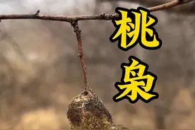 大名鼎鼎的桃枭“一桃压百木，一核镇千邪”您认识它吗！#植物科普 #一日一植物 #桃枭 #大自然的馈赠 #你的家乡有这种植物吗