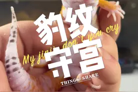 饲养豹纹守宫小百科，不要只看它们的缺点！ #豹纹守宫 #爬宠日常 #睫角守宫 #异宠 #神奇动物在抖音