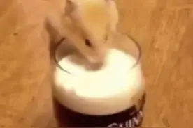 你的酒量还比不过仓鼠？ #RIO强爽 #强爽茉莉青提新口味