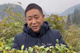 地瓜藤，你们了解它有什么作用#药用植物 #中草药 #植物科普 #你的家乡有这植物吗 #地瓜藤视频封面