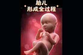 新生命的诞生：希望与奇迹的交响 胎儿形成全过程