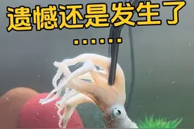 最后也是万不得已了….. #养章鱼 #章鱼哥 #养海星 #海缸日记 #养鱼日记