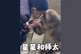 被师太宠溺了18年的猴子“星星”为了报恩，星星也变得慈眉善目 #冯椿 #万物皆有灵 #猴子 #人与动物和谐共处 #动物的迷惑行为