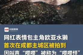 网红表情包主角欧亚水獭，首次在成都主城区被拍到，因叫声“嘤嘤”被称为“嘤嘤怪”视频封面