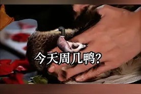 今天周几鸭🦆？#谐音梗 #深夜放毒 #美食推荐 #2025广西旅游年视频封面