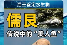 鉴定国家重点水生保护动物，“美人鱼”原型——儒艮 #知识前沿派对 #自然奇境科普季 #儒艮 #海牛 #海王鉴定水生物视频封面