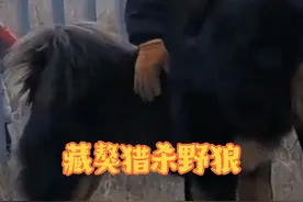 简直难以置信，蒙古獒的实力竟会如此强悍#野生动物零距离 #国外合法拍摄国内请勿模仿 #内容启发搜索视频封面