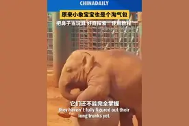 谁还不是个可爱的宝宝！小象把鼻子当玩具，好奇探索身体的“使用教程”。视频封面