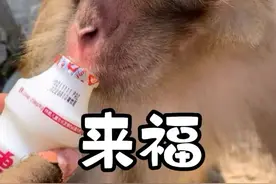 第78集丨黔灵山网红猴断断来福，每天往返14公里去阿姨家蹭饭 #猴子成精 #猴子 #断断来福 #黔灵山猴子 #人与动物和谐共处视频封面