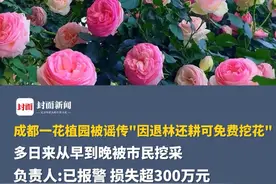 不要再去了！！成都一花卉种植园被谣传“因退林还耕可免费挖花”，多日来从早到晚被市民挖采。负责人:已报警，损失超300多万元。#新都 #月季视频封面