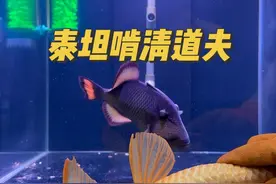 泰坦炮弹VS巨型清道夫！#动物世界 #泰坦炮弹鱼 #神奇动物视频封面