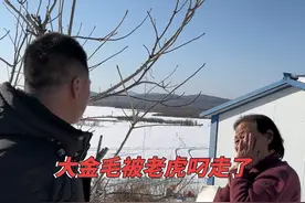 大金毛被老虎叼走了，岛上就我大娘一个人在家，想想都害怕视频封面