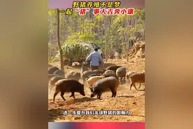 野猪养殖不是梦，一起“猪”事大吉奔小康。视频封面