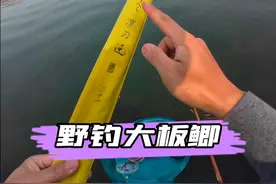 野钓大板鲫 天津野钓资源就是好，野河沟都能钓出黑坑的感觉……#天津海河野钓 #大板鲫 #京城鲢鳙战队视频封面