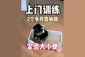 上门训练2个多月雪纳瑞多米定点大小便 #南宁训犬#南宁上门训犬#狗狗定点大小便 #教狗狗定点上厕所 #狗狗定点上厕所视频封面
