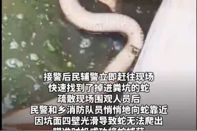 “有条大蛇掉进我家粪坑了”，丽江有村民家门口发现眼镜蛇！最大一条长2.3米，重9.8公斤#丽江大小事 #眼镜蛇#华坪#危险