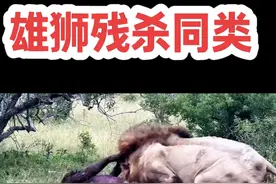 雄狮残杀同类掏空肚子 #动物世界 #野生动物零距离 #神奇动物在抖音 #雄狮 #狮子