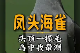 凤头海雀：头顶一撮毛，全球我最潮，凤头海雀的恋爱故事～