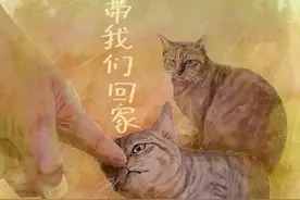 狸花猫在国外用气味认出中国人，想让老乡带它和伙伴一起回国 网友：他乡遇故喵，两眼泪花漂。#狸花猫 #温暖一幕 #画一个故事 #暖心瞬间 #万物皆可种草搜