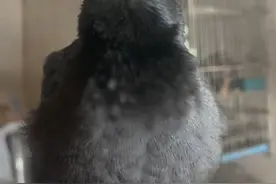 这八哥居然能跟人无障碍沟通，太神奇了吧