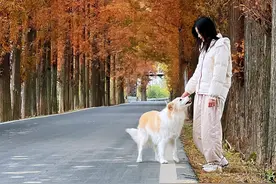 跟你们讲个笑话 #边牧陈贝拉视频封面