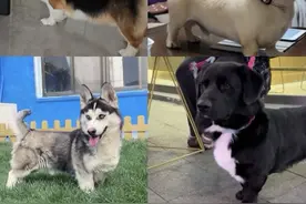 柯基的短腿基因有多强大？柯基心想：无论孩子长啥样，腿必须要短#柯基小短腿 #柯基的基因有多强大 #柯基串串 #串串狗 #搞笑狗狗