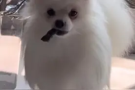 狗狗看着就挺社会儿的 #东北话配音 #动物配音 #狗子成精了视频封面