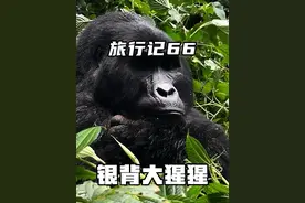 1500美金森林公园门票，非洲追银背大猩猩！#解锁人生新地图 #胖超环球旅行记 #非洲 #vanlife旅行日记 #万物皆可种草搜视频封面